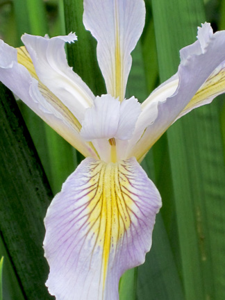 iris photo