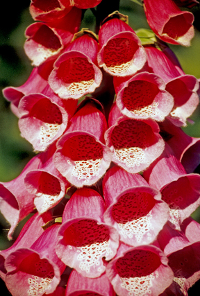 foxglove photo