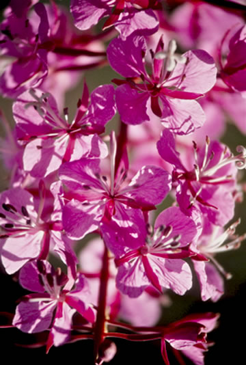 fireweed photo