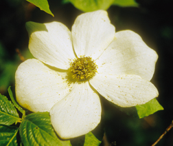 dogwood photo