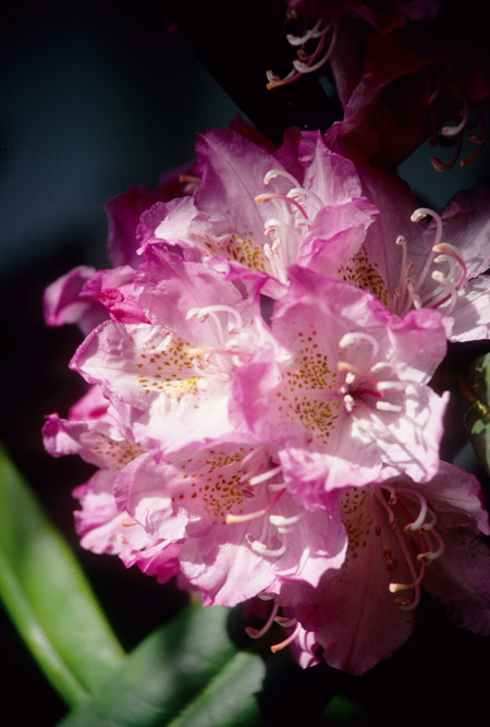 pacific rhody