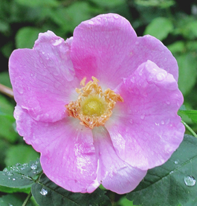 wild rose photo