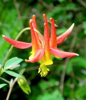 Red Columbine photo